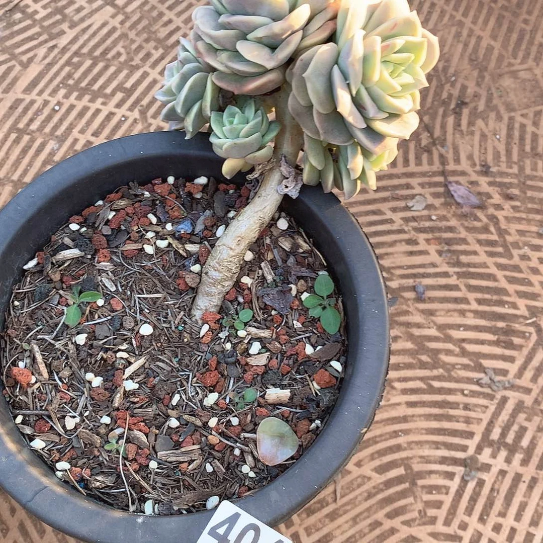 404可爱玫瑰 一物一拍多肉