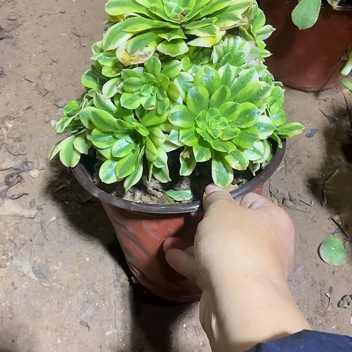金丝翡翠一棵脱土10