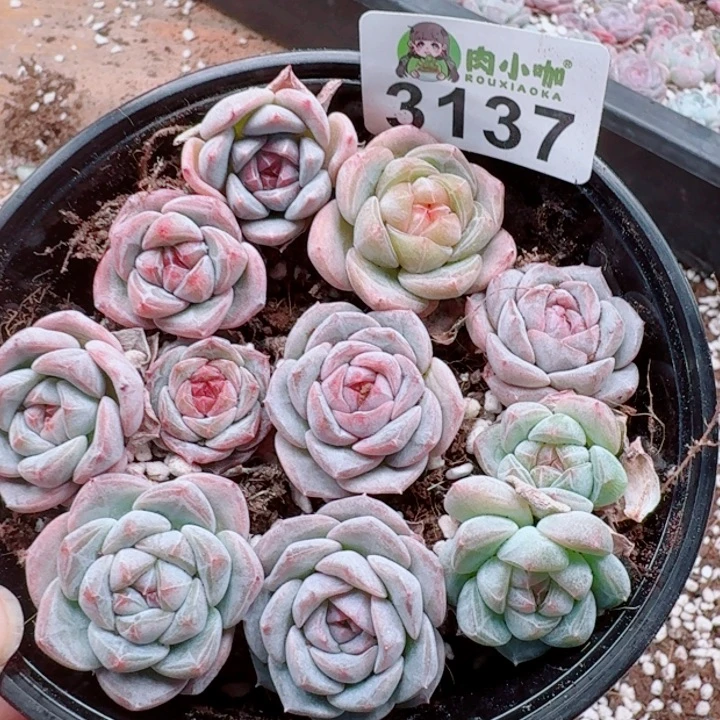 多肉植物多肉植物