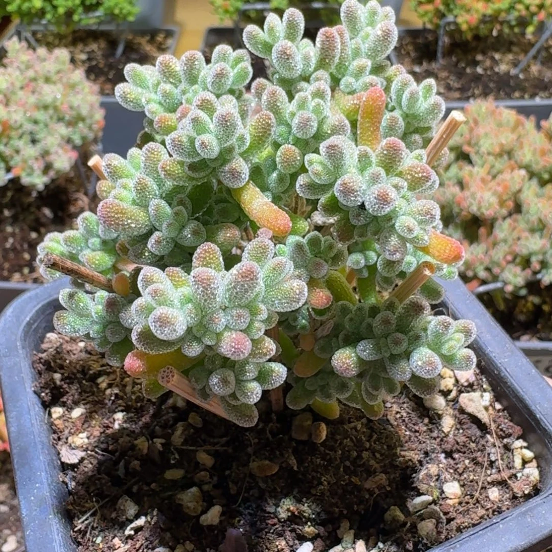 冰晶枝干番杏658福利款