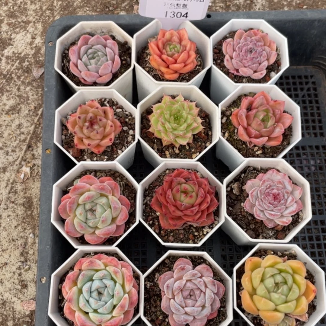 不包整散 盆子不售后1304