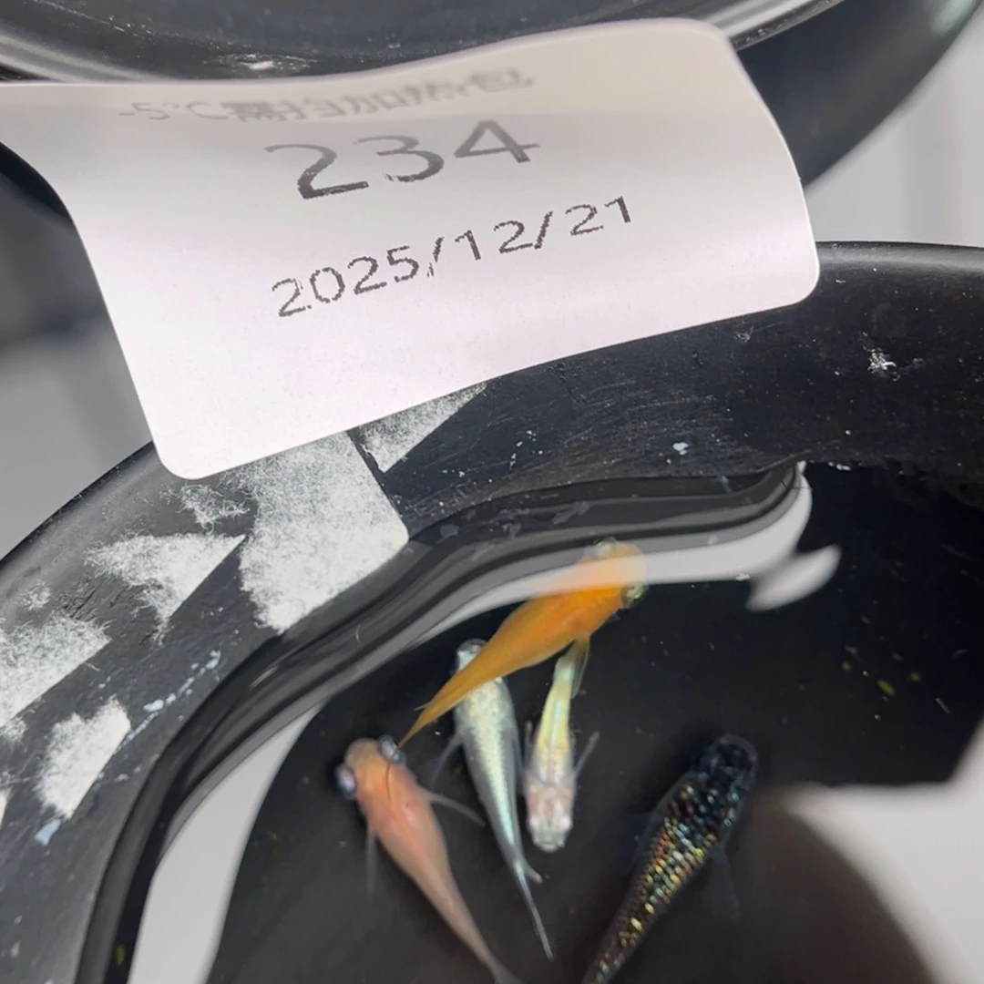 青鳉鱼234短体5尾