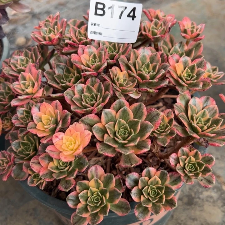 174甜茶20厘米左右