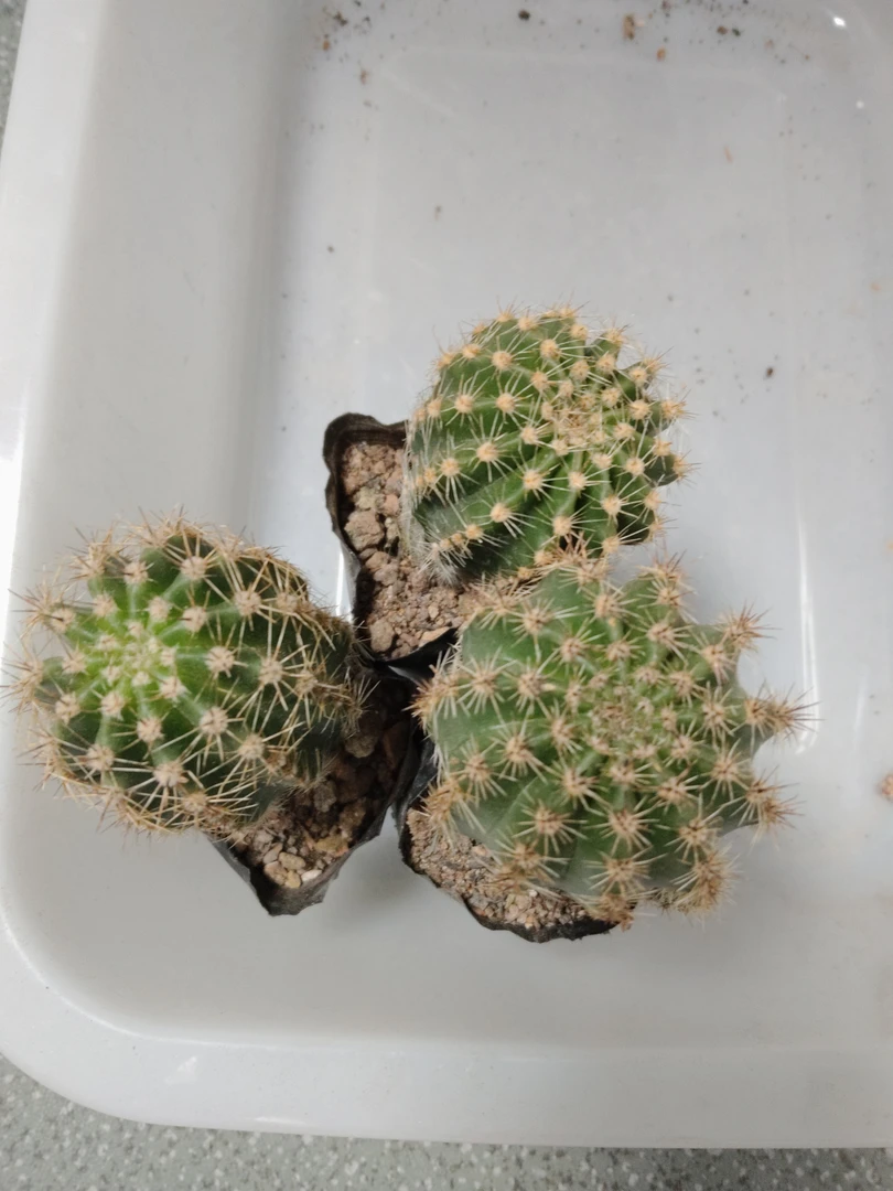 大花彩草，(拍一发四)实生仙人球，直径4-5cm(脱土裸根发货)