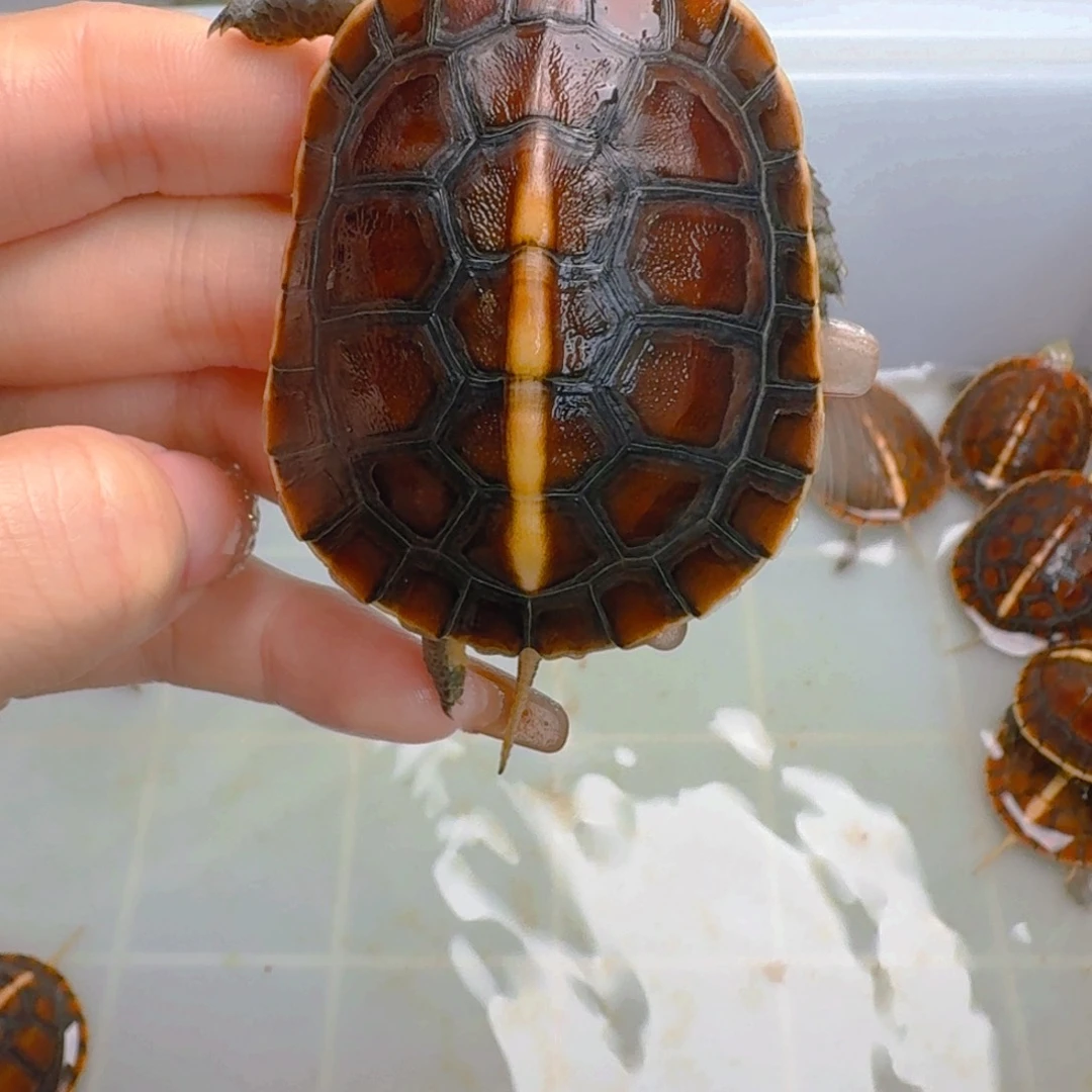 不分公母宠物龟圆