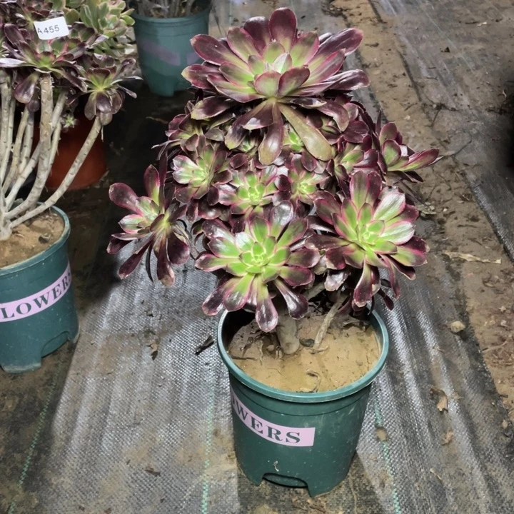 39多肉植物多肉多肉多肉