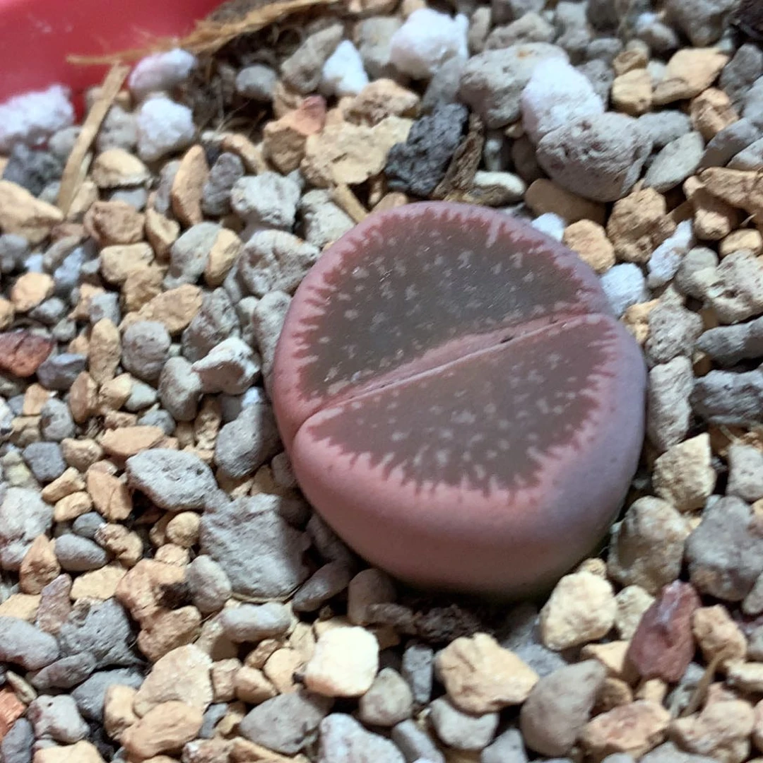 050c54ss粉流水尺寸2.0cm