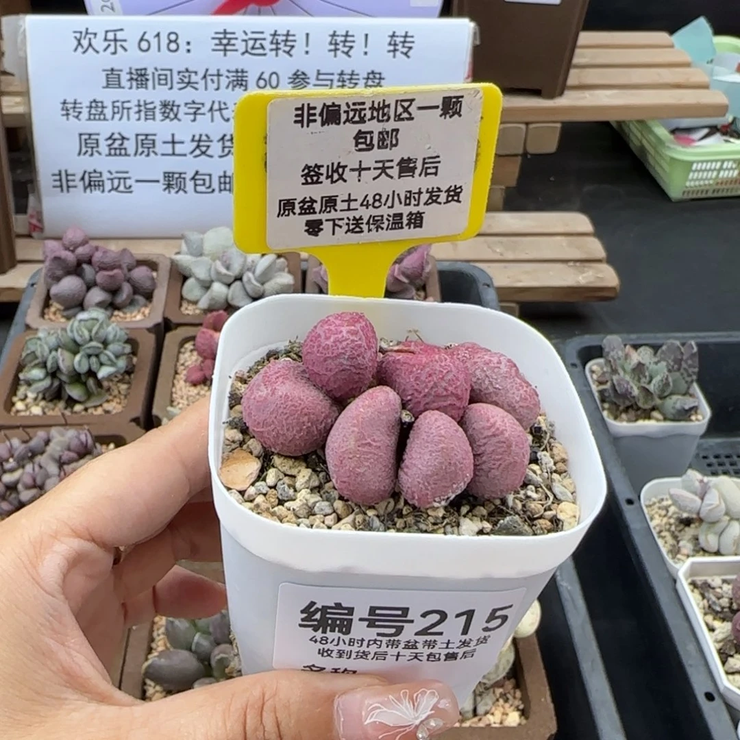 215夏娃多肉植物