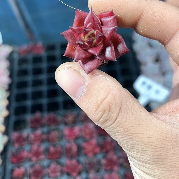 罗宾 满10颗包邮