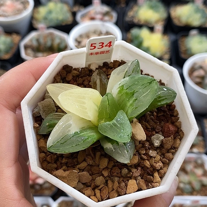 534冰城寿锦一物一拍