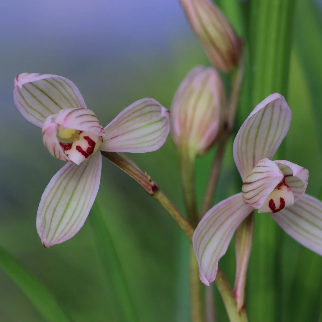 春剑兰花卉盆栽室内阳台养兰精品幽香初春开花