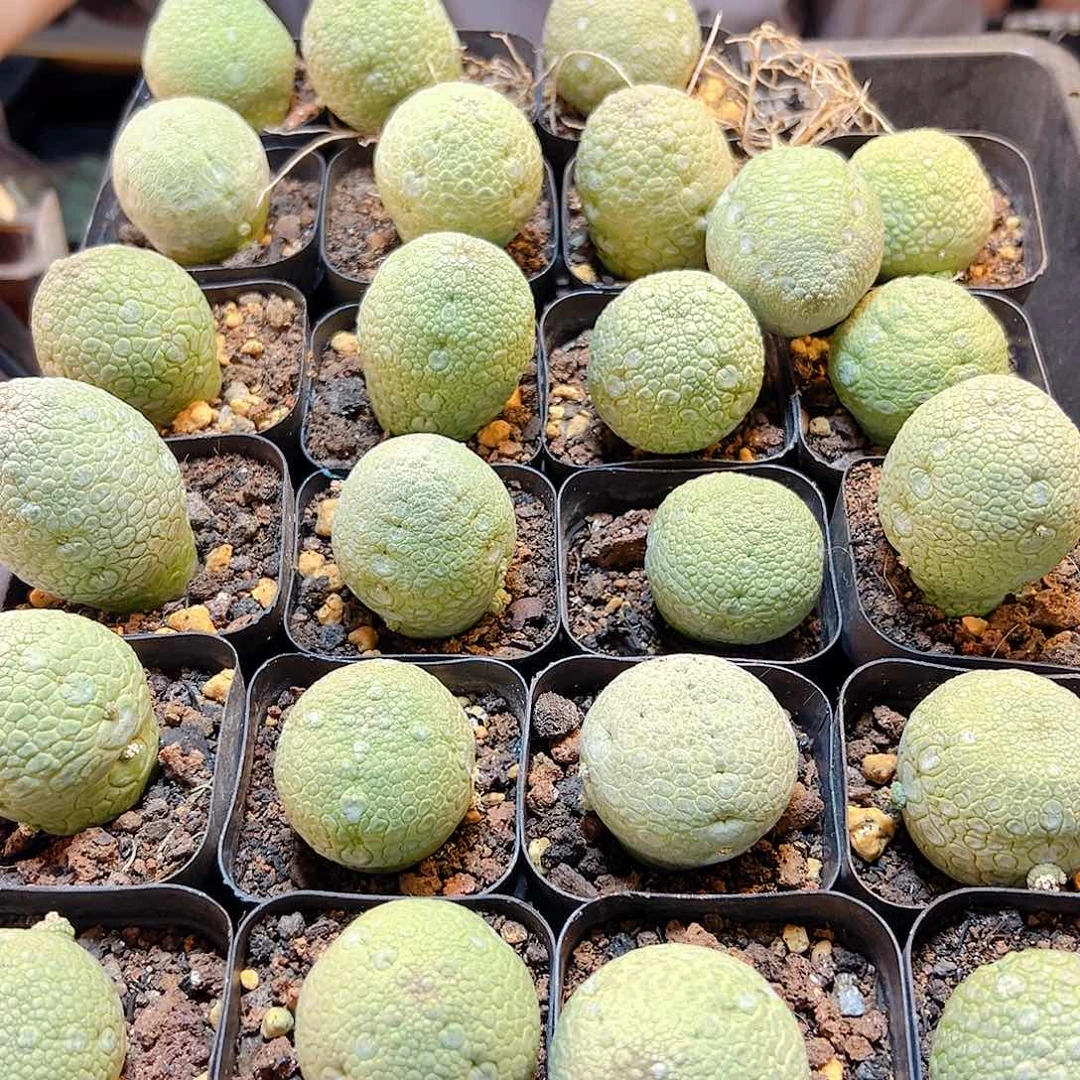 实生大凝蹄玉3.9公分不喜水