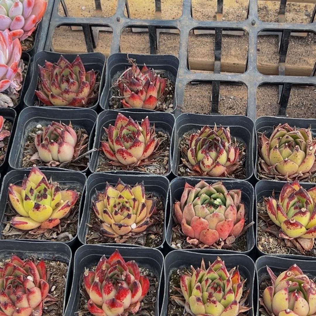 786大热的一款面膜纸来