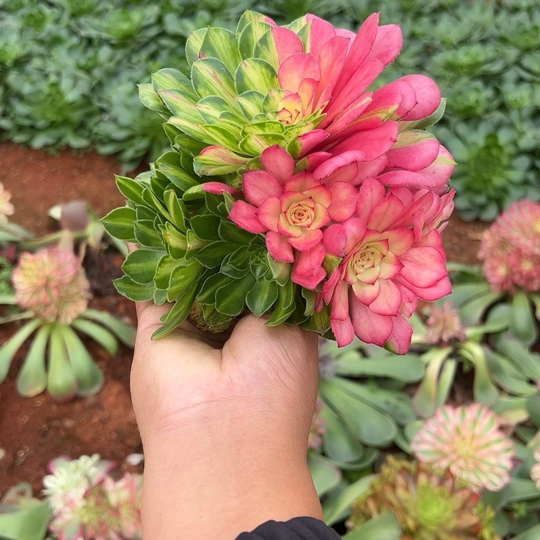 嗨***子精品多肉植物知否