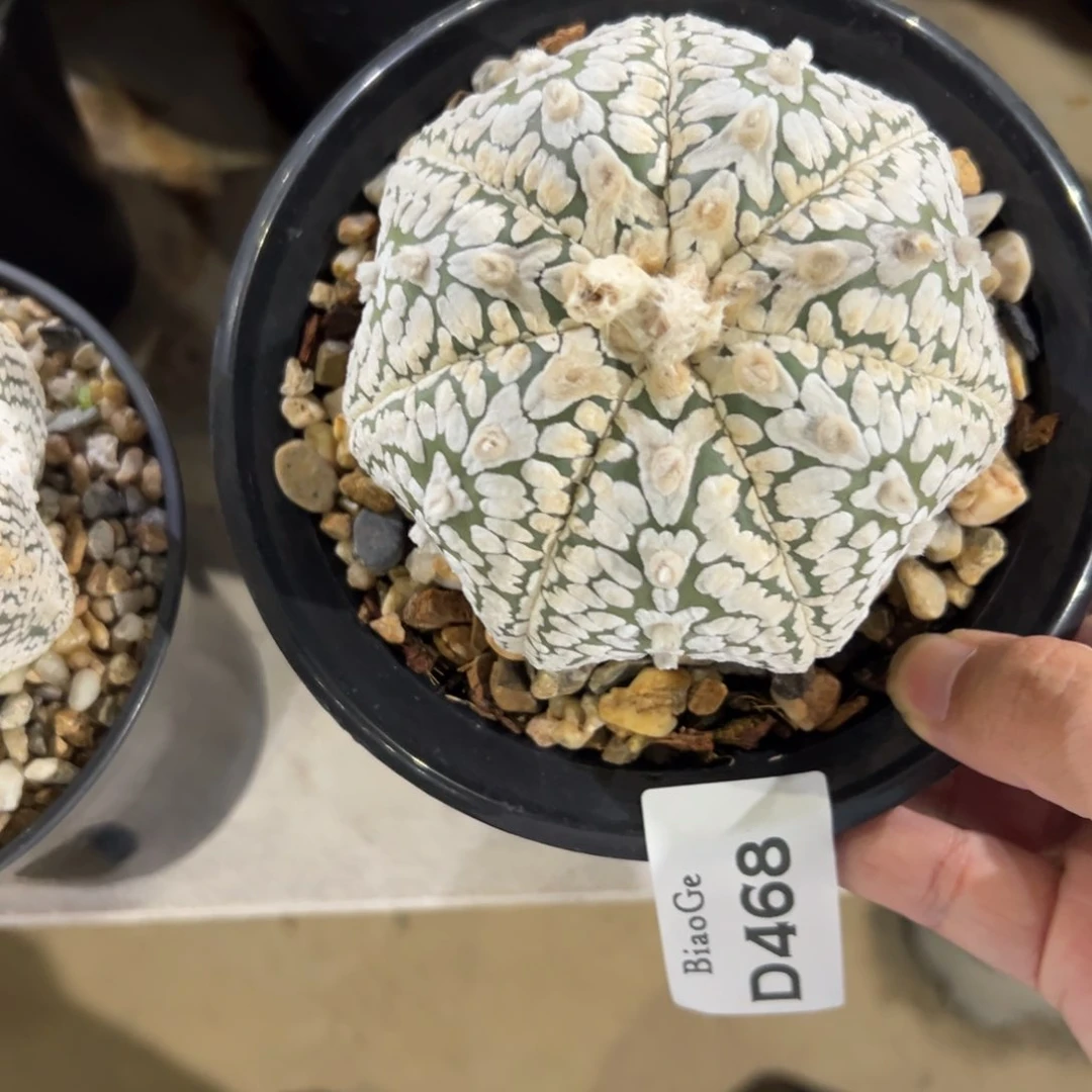 X****仔D468号兜仙人球多肉植物
