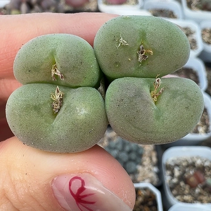 老马生石花空卡佛2438