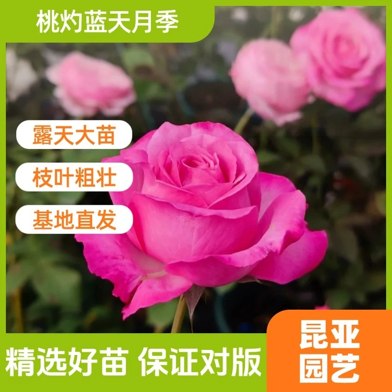 昆亚花园桃灼蓝天露天月季花苗阳台庭院盆栽四季开花带花苞
