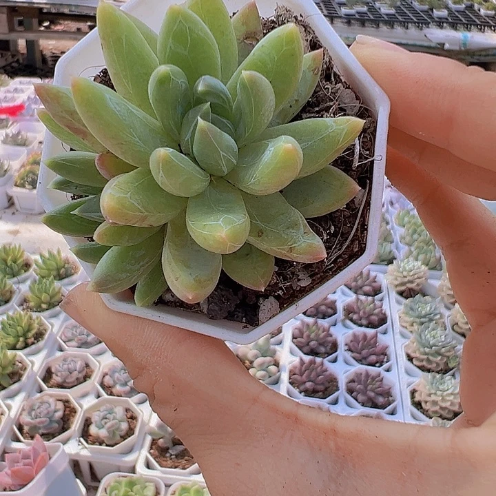青柠美人带盆19包邮