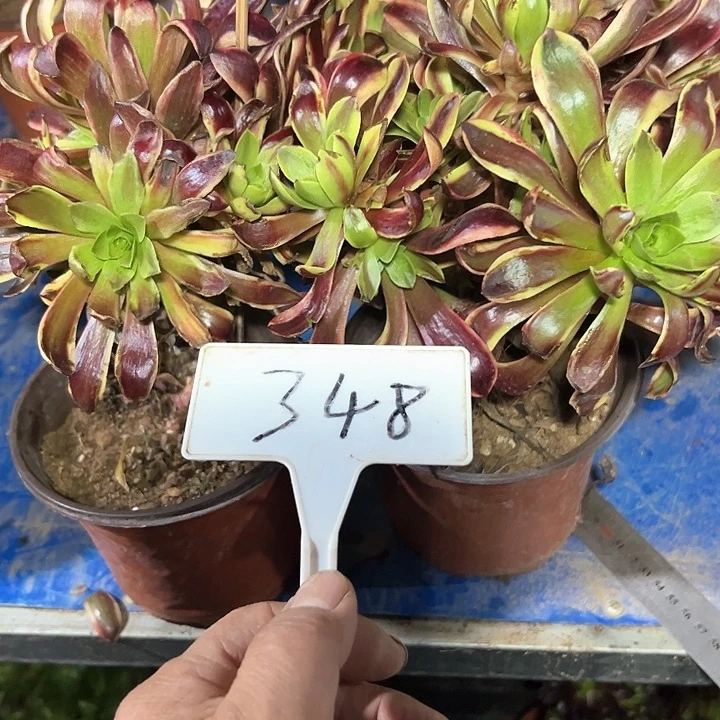 有****？多肉植物欧嘉莉法师