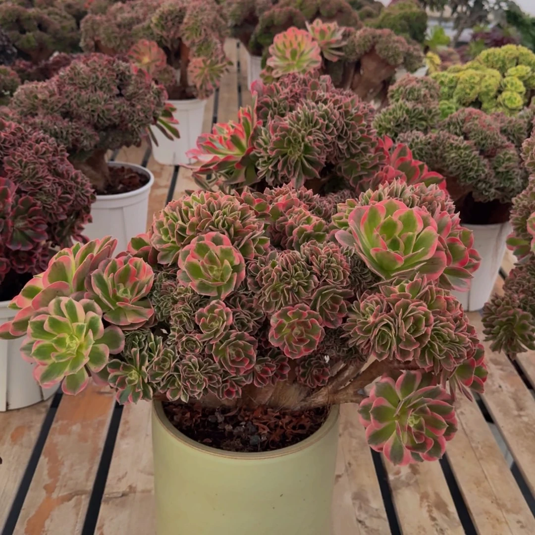 米***粒女郎缀精品法师锦