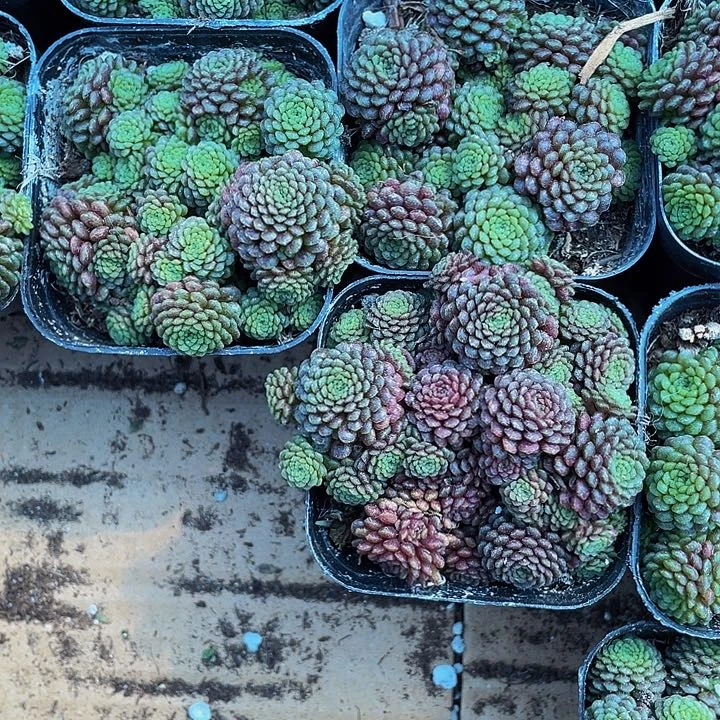 魔男2.8带盆土发