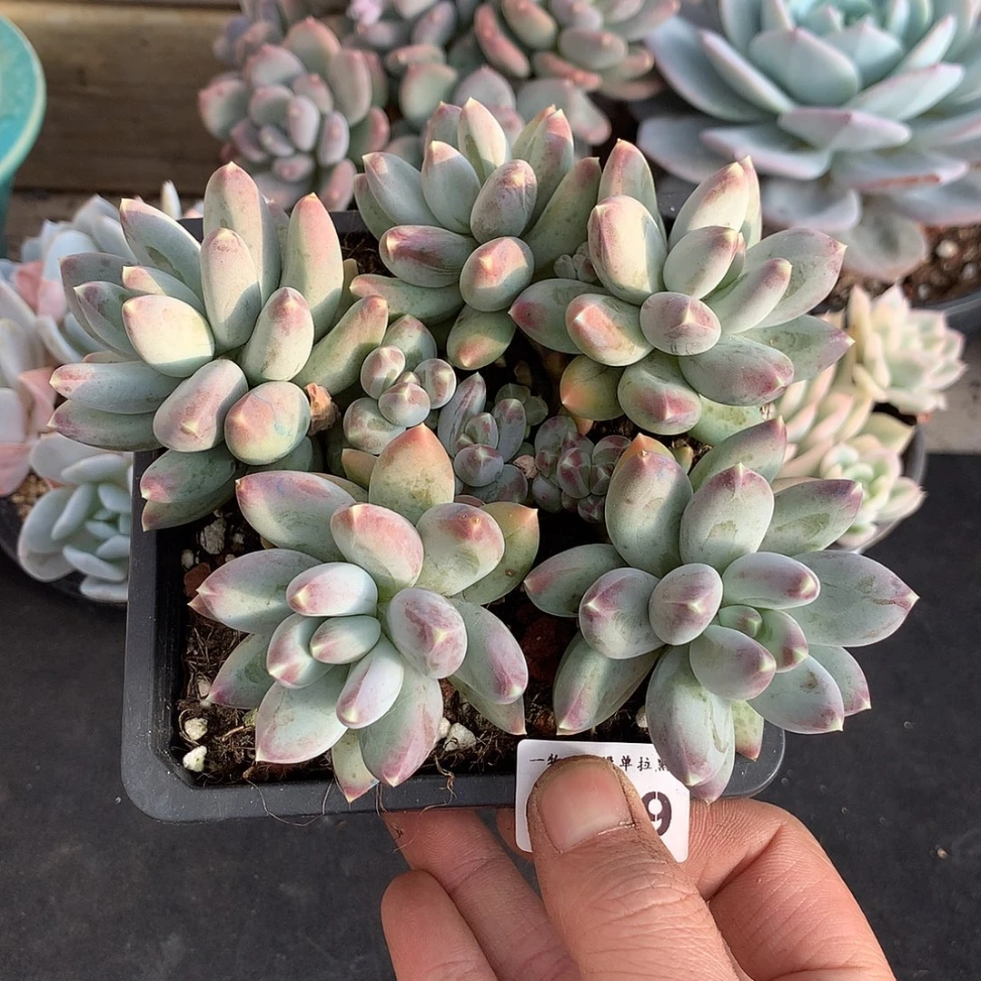 259星空美人多肉一颗16厘米