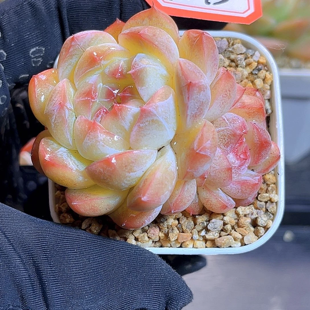 G773  珍妮上新18包邮