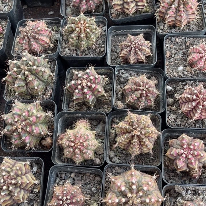 二个实生海神好养