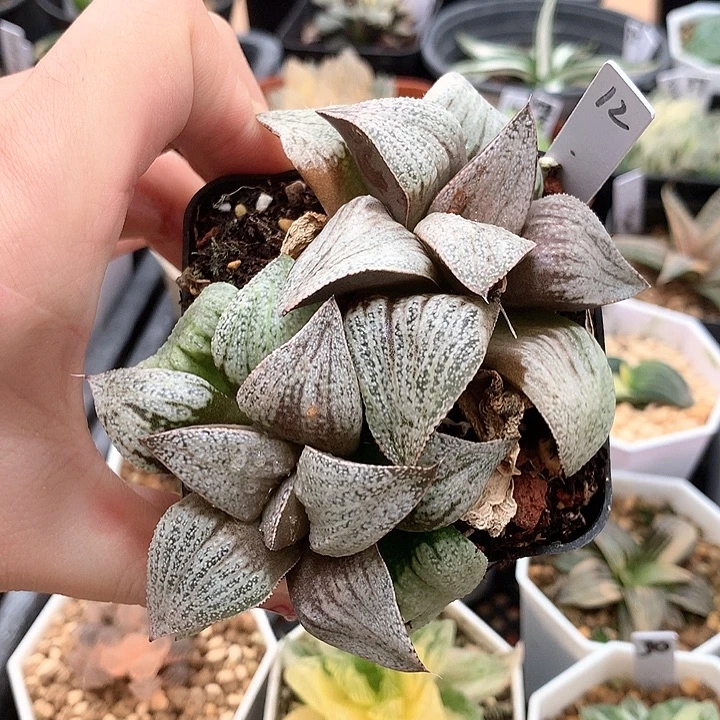 12号白拍子一物一拍