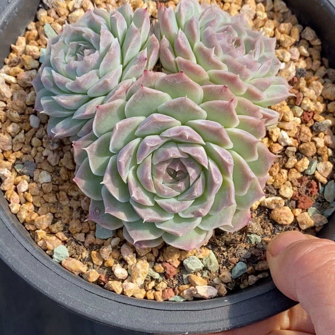 精品多肉一物一拍不包整427