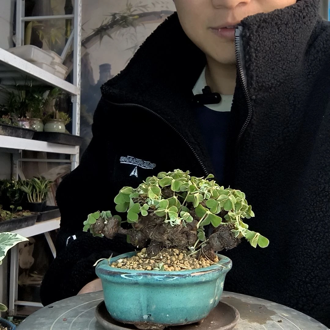 一**孟小盆景小植物一物一拍45