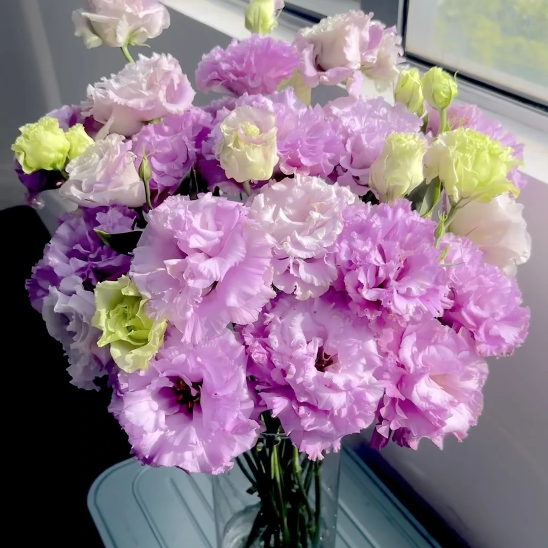 [稀有洋桔梗] 鲜切花 顺丰包邮云南基地直发