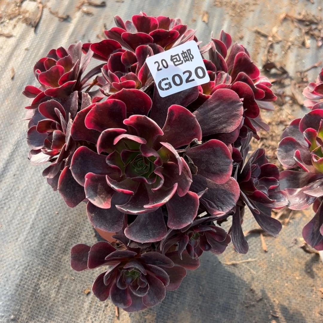 020爱神，满20包邮