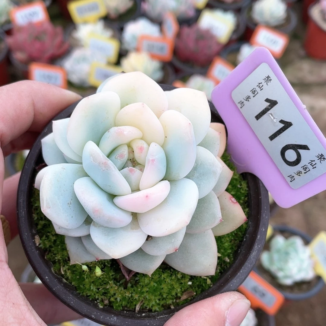 【闪购商品】116号