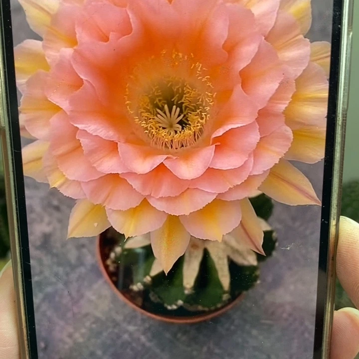 彩草梦幻侧芽4.5公分左右