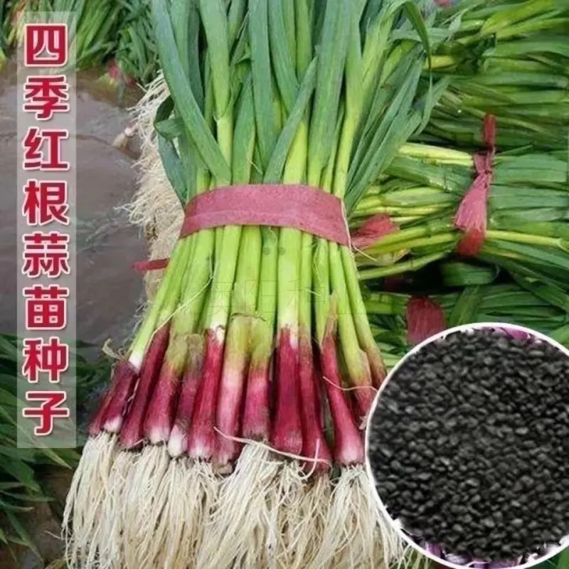 红头香蒜种子一年四季红色蒜苗种子红头蒜三茬连续可种植阳台盆栽