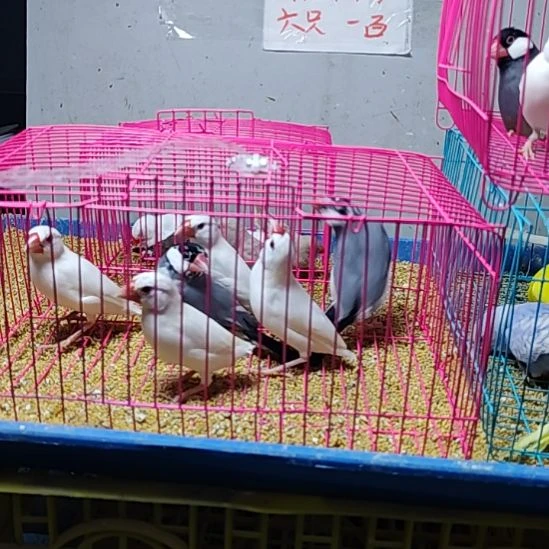 文鸟特价毛不好，爪子不好，不包公母，6只
