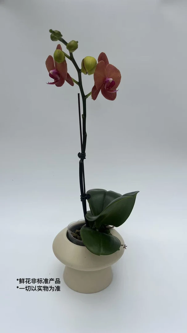 兰香韵【金桔】橘红色系列花花，好看耐养，基地直发