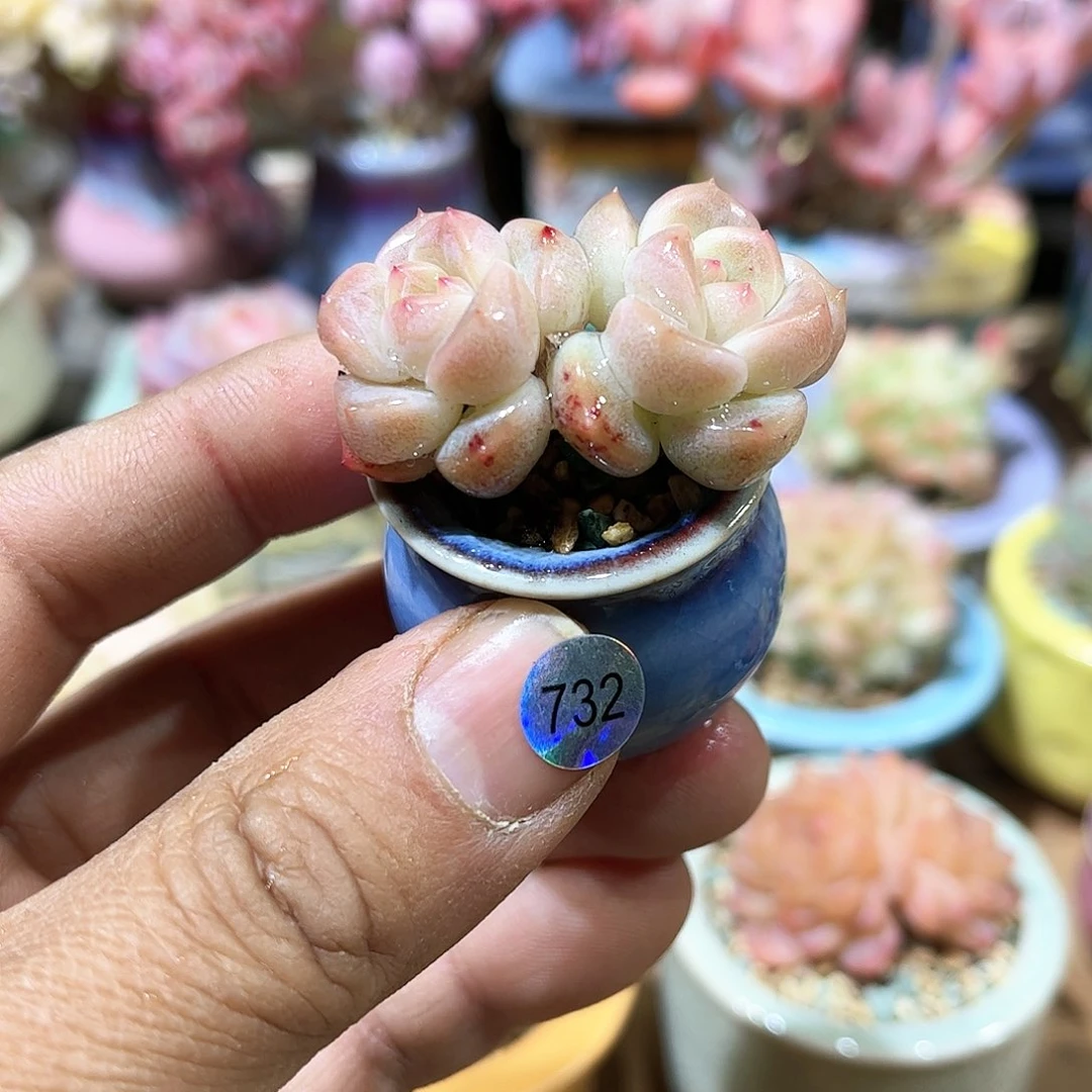 冰糕  含盆含土发货 30包邮偏远除外