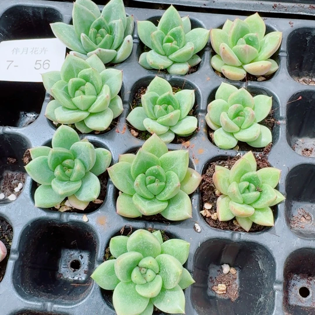 7-56多肉杂交冰玉东云十棵量拍（17亩）