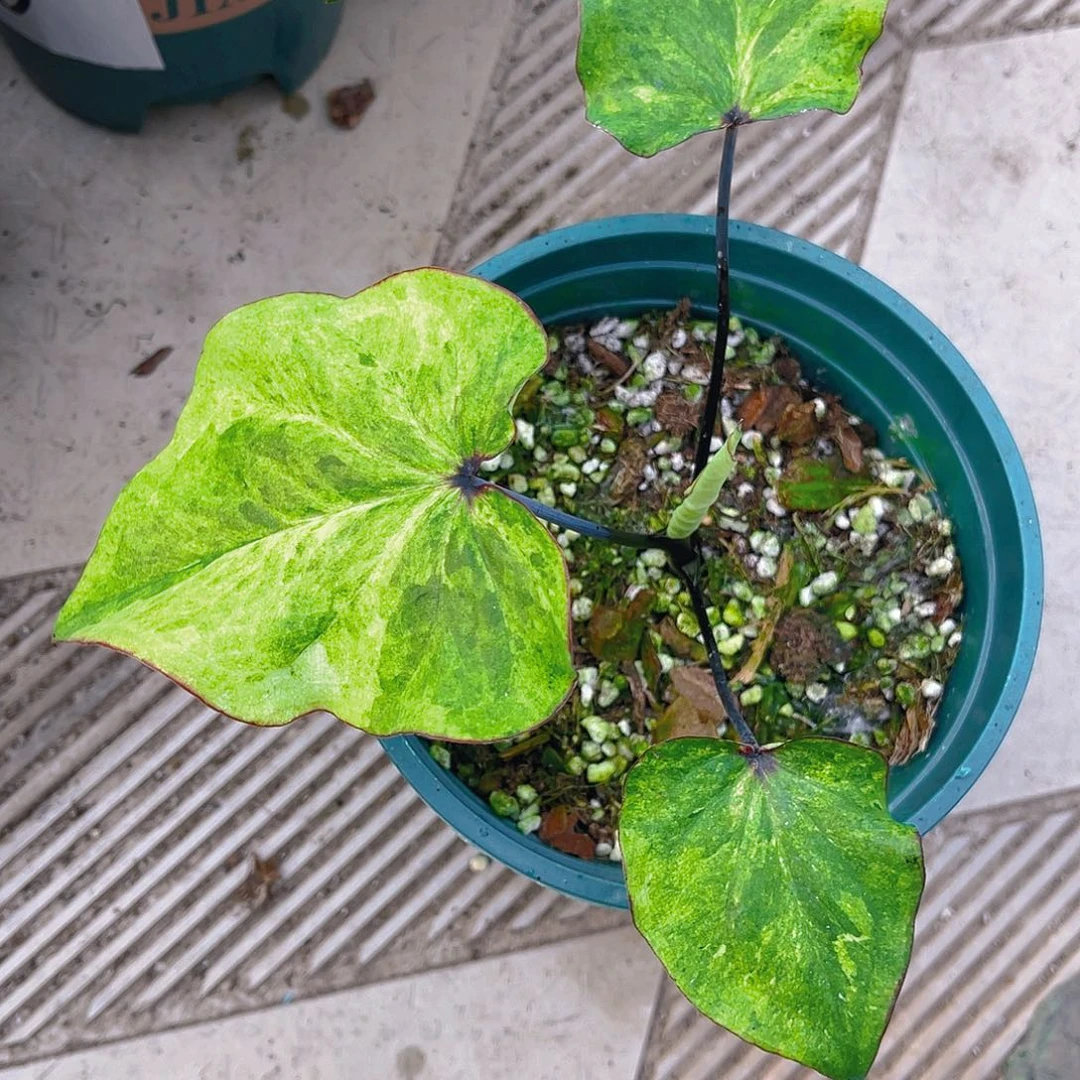 完全开放泰彩一物一拍12