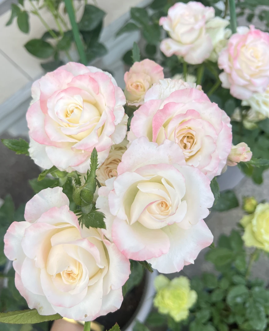 【赫兹】切花月季灌木阳台庭院盆栽勤花四季开花