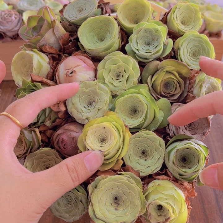 保底25颗以上带蓝子888888