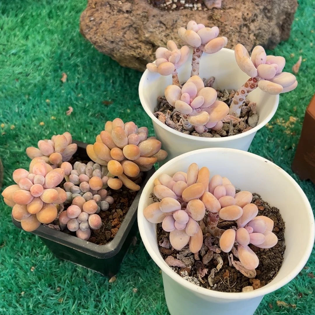 三颗一起28，，，，，，，