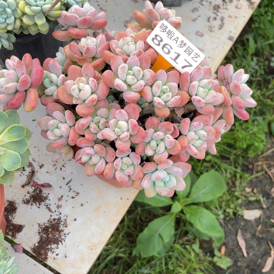 恬***淡开开心心每一天8617