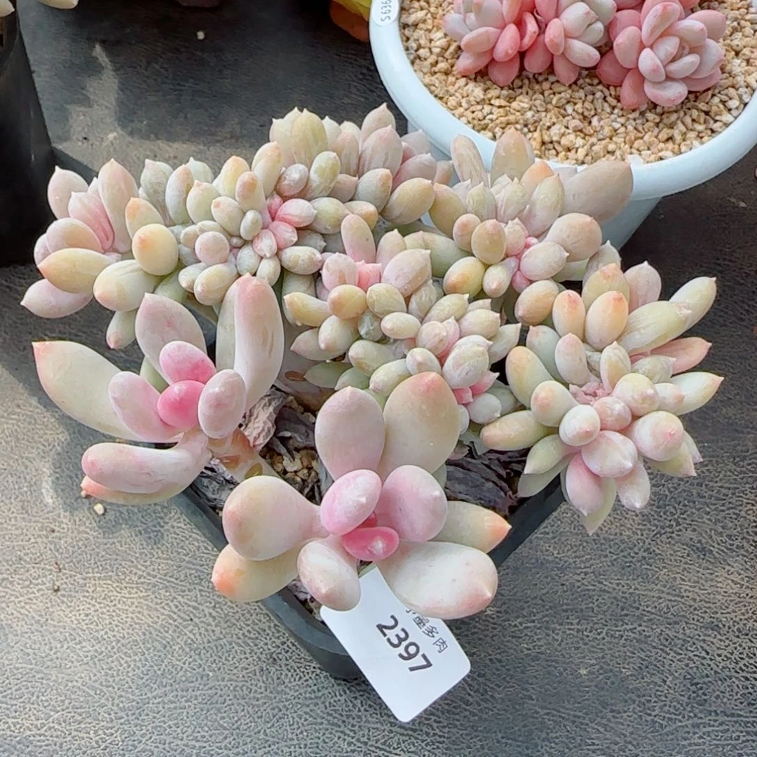 新品，2397多肉植物