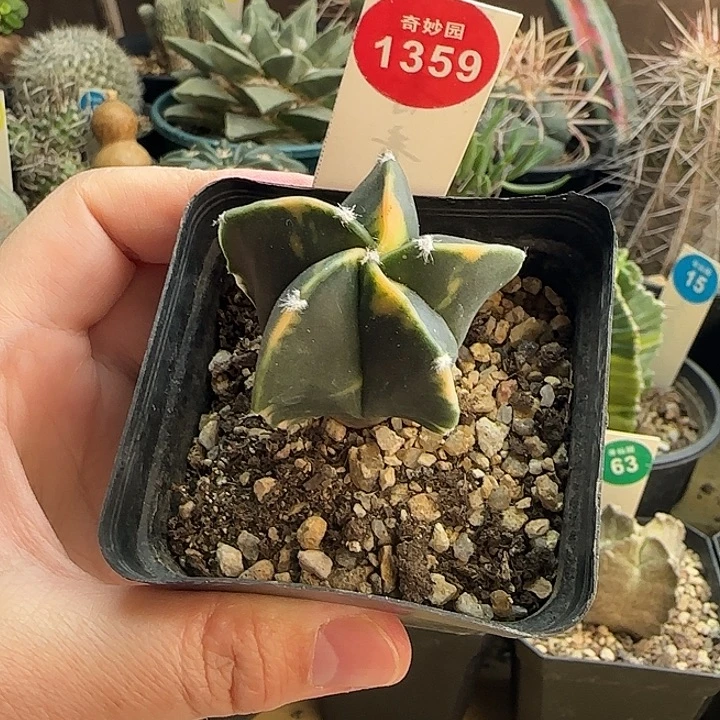 实生花斑鸾凤玉锦4.1cm