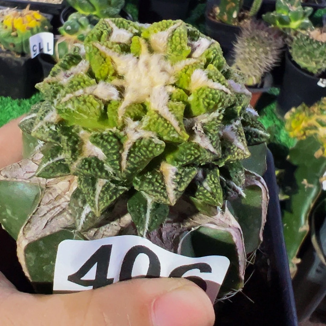 无花朵福利黄体黑牡丹锦406