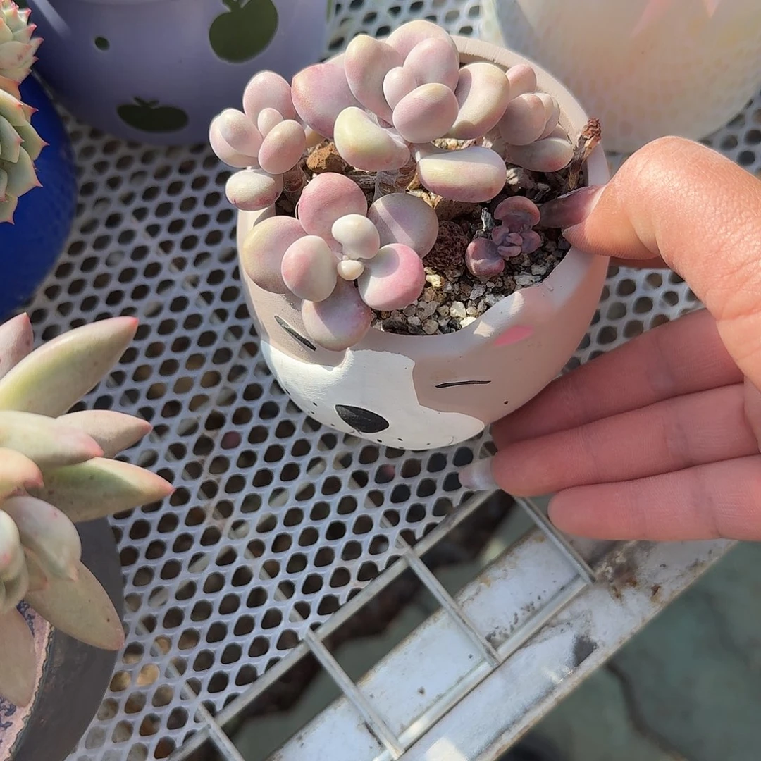 卡通盆桃蛋多肉植物