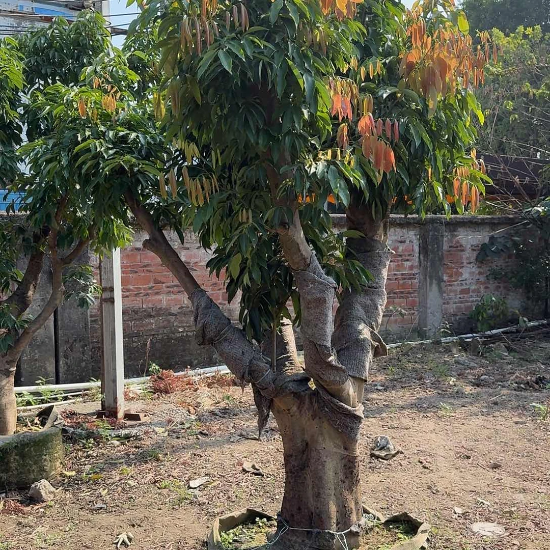 猪***包完全开放果树果树1111111111